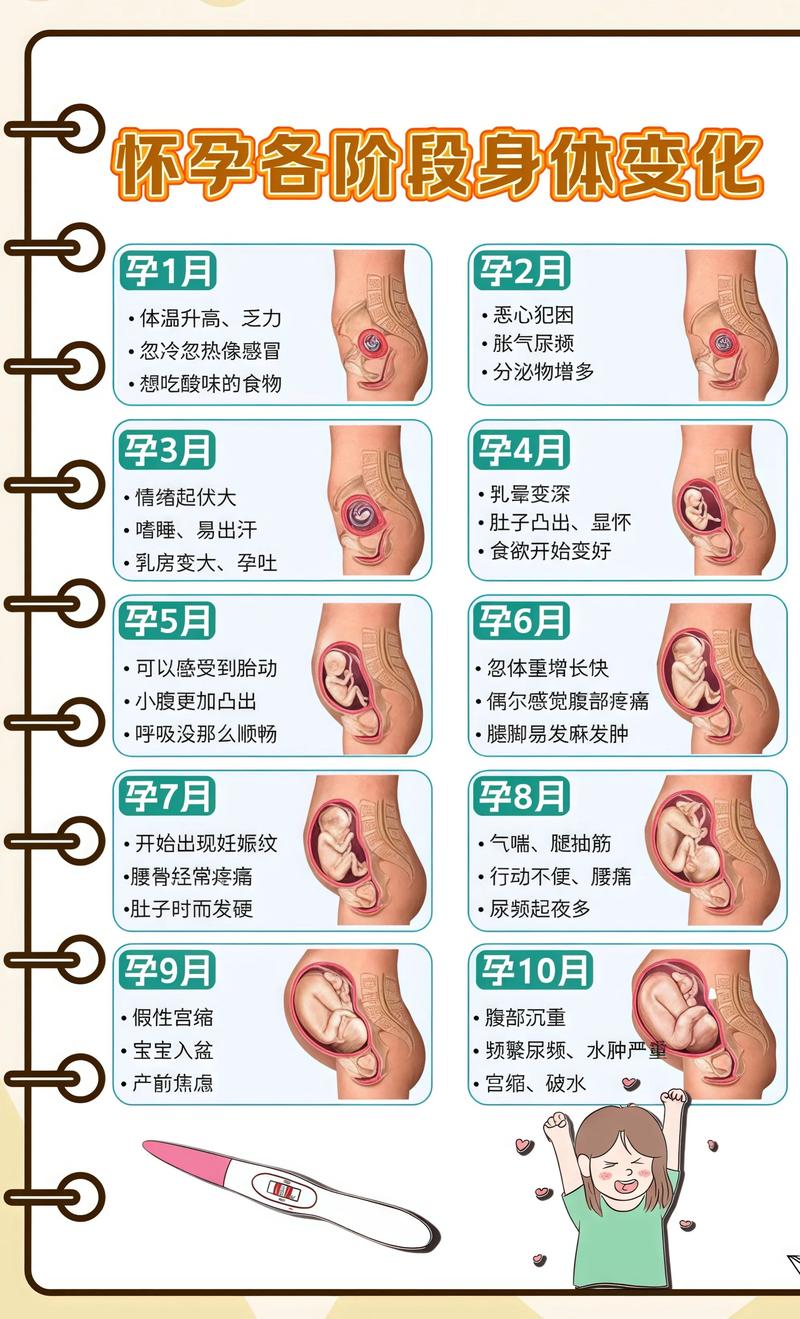 揭秘供卵代孕妈妈怀孕小腹分两节，孕期变化的奥秘金昌代生机构: